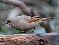 Vacher à ailes baies