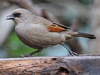 Vacher à ailes baies