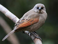 Vacher à ailes baies