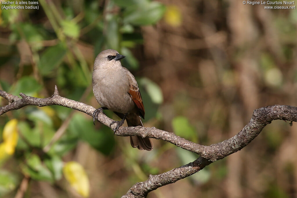 Vacher à ailes baies