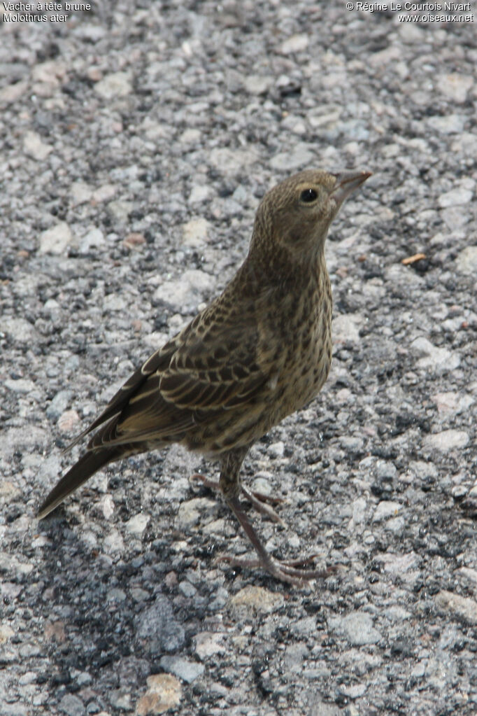 Brown-headed Cowbirdjuvenile