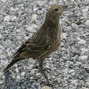 Brown-headed Cowbird