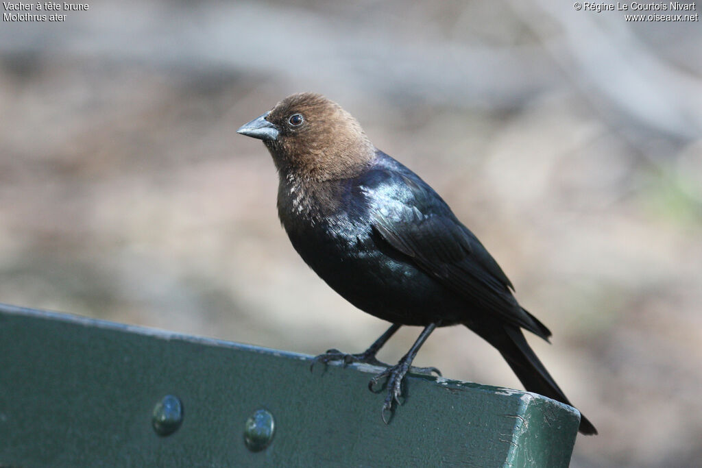 Brown-headed Cowbird male