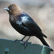 Brown-headed Cowbird