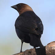 Brown-headed Cowbird