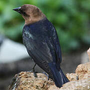 Brown-headed Cowbird