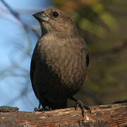 Brown-headed Cowbird