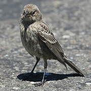 Brown-headed Cowbird