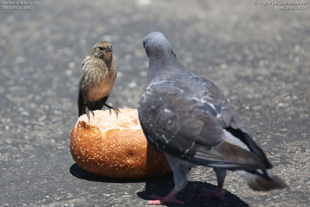 Brown-headed Cowbird