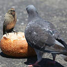 Vacher à tête brune