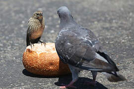 Brown-headed Cowbird