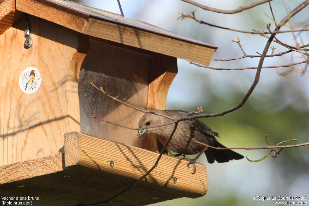 Brown-headed Cowbird female