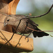 Brown-headed Cowbird