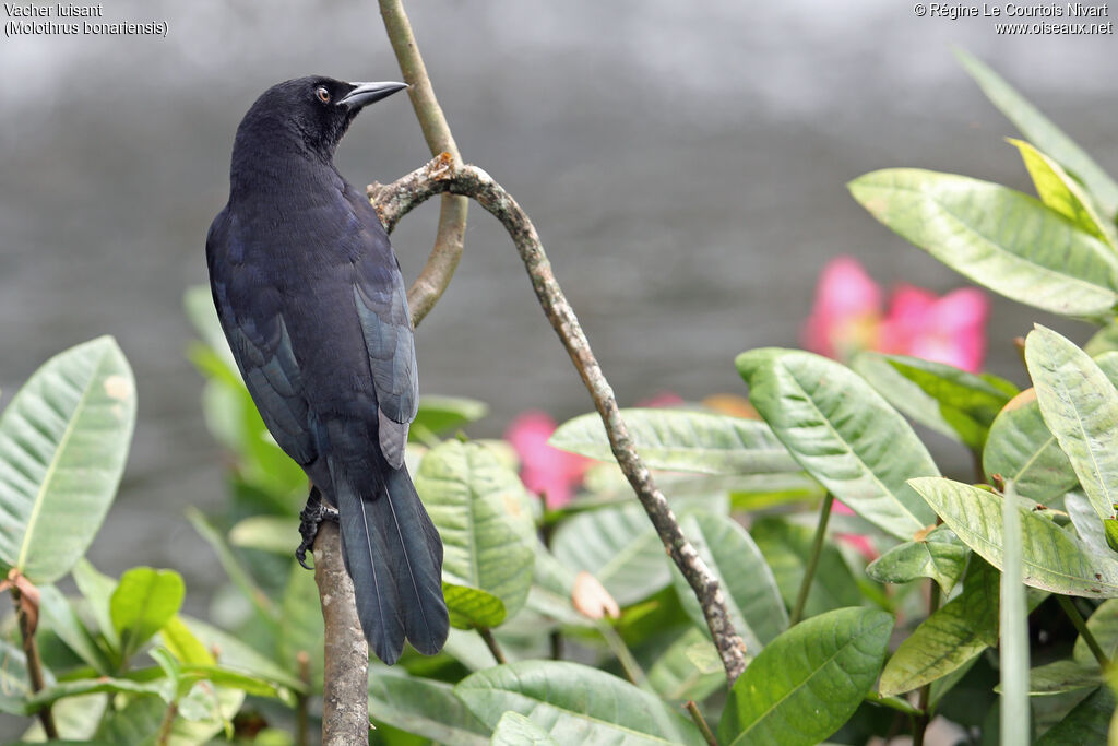 Shiny Cowbird