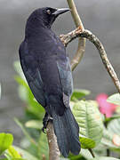 Shiny Cowbird