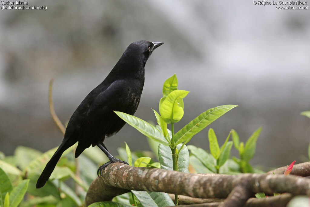 Shiny Cowbird