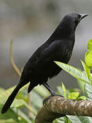 Shiny Cowbird