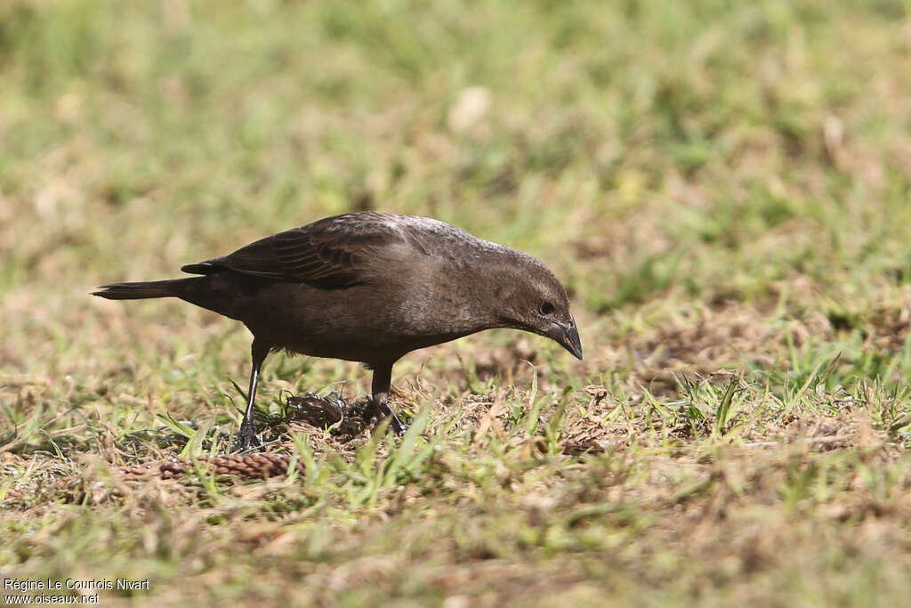 Shiny Cowbird female adult, pigmentation, fishing/hunting