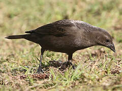 Shiny Cowbird