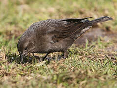 Shiny Cowbird