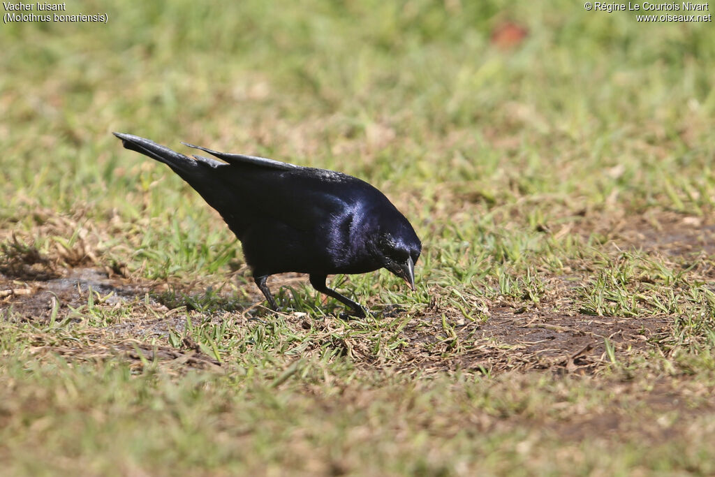 Shiny Cowbird