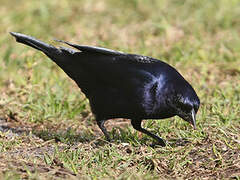 Shiny Cowbird