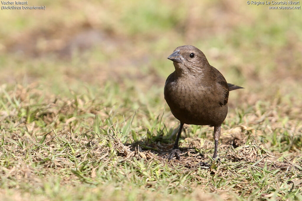 Shiny Cowbird