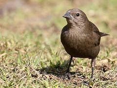 Shiny Cowbird