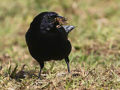 Shiny Cowbird