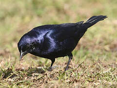 Shiny Cowbird