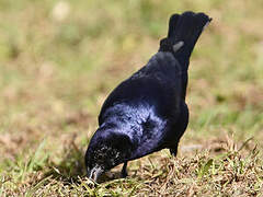 Shiny Cowbird