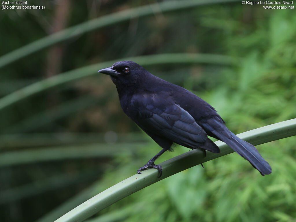 Shiny Cowbird