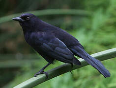 Shiny Cowbird