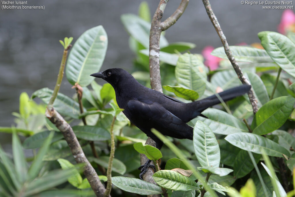 Shiny Cowbird