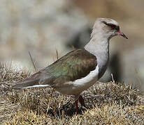 Vanneau des Andes