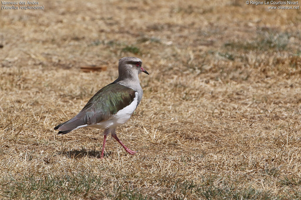 Andean Lapwing