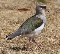 Andean Lapwing