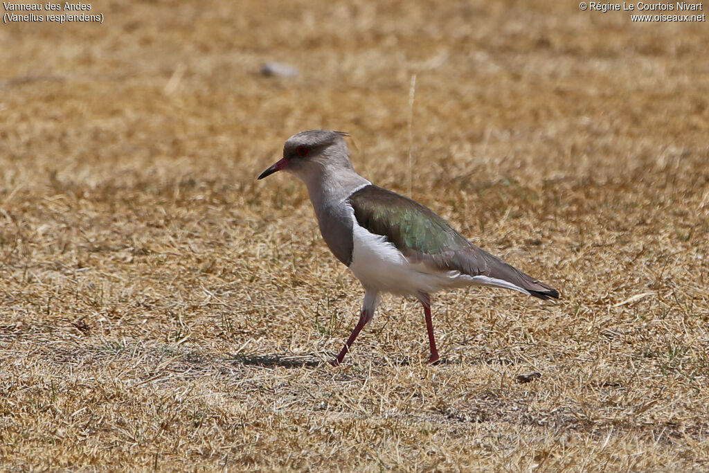 Vanneau des Andes