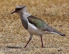 Andean Lapwing