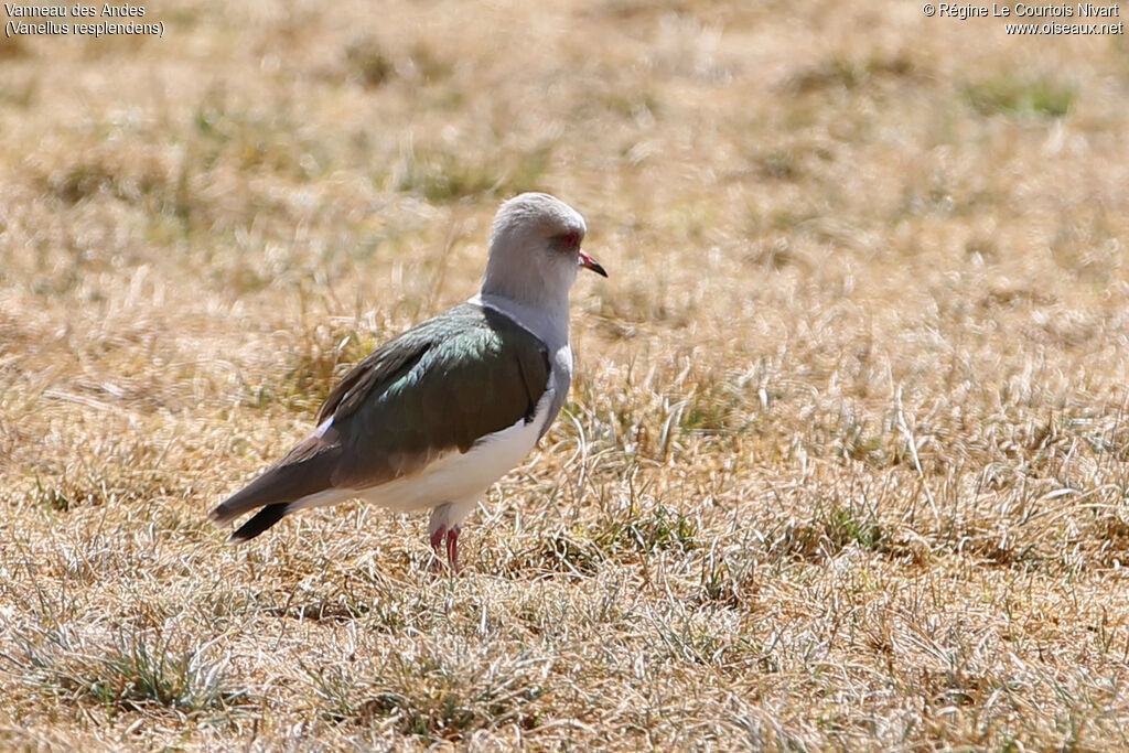 Vanneau des Andes