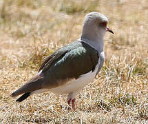 Andean Lapwing