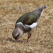 Andean Lapwing