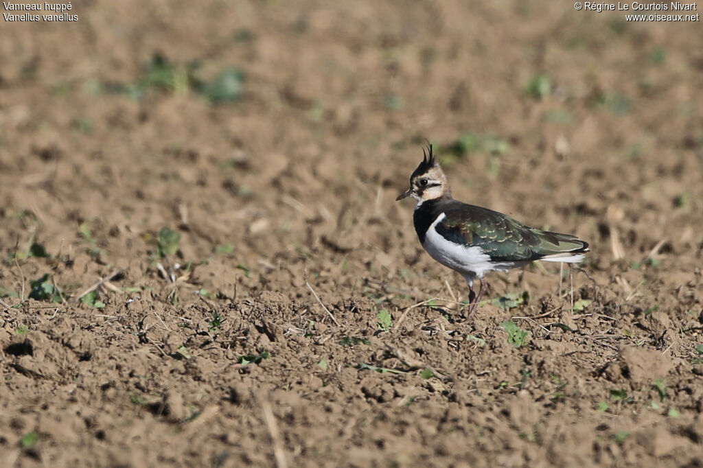 Northern Lapwing