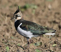 Northern Lapwing