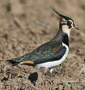 Northern Lapwing