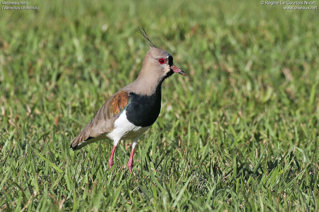 Southern Lapwing