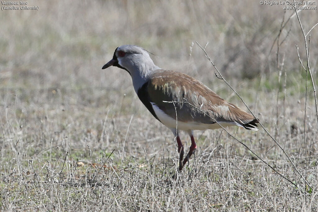 Southern Lapwing