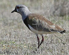 Southern Lapwing