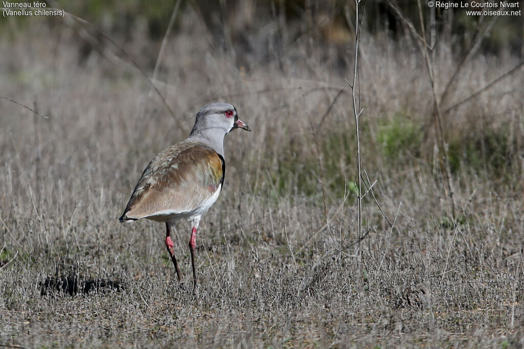 Southern Lapwing