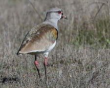 Southern Lapwing